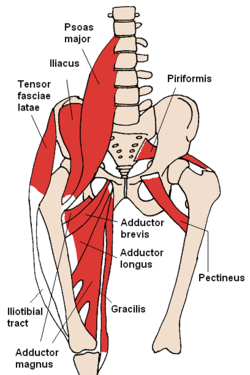 250px-Anterior_Hip_Muscles_2.PNG