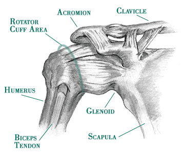 Shoulder Anatomy Pict