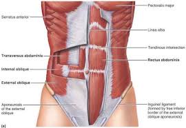 bicep curl affects core anatomy
