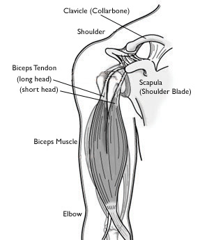 bicep curl affects rotator cuff and shoulder anatomy